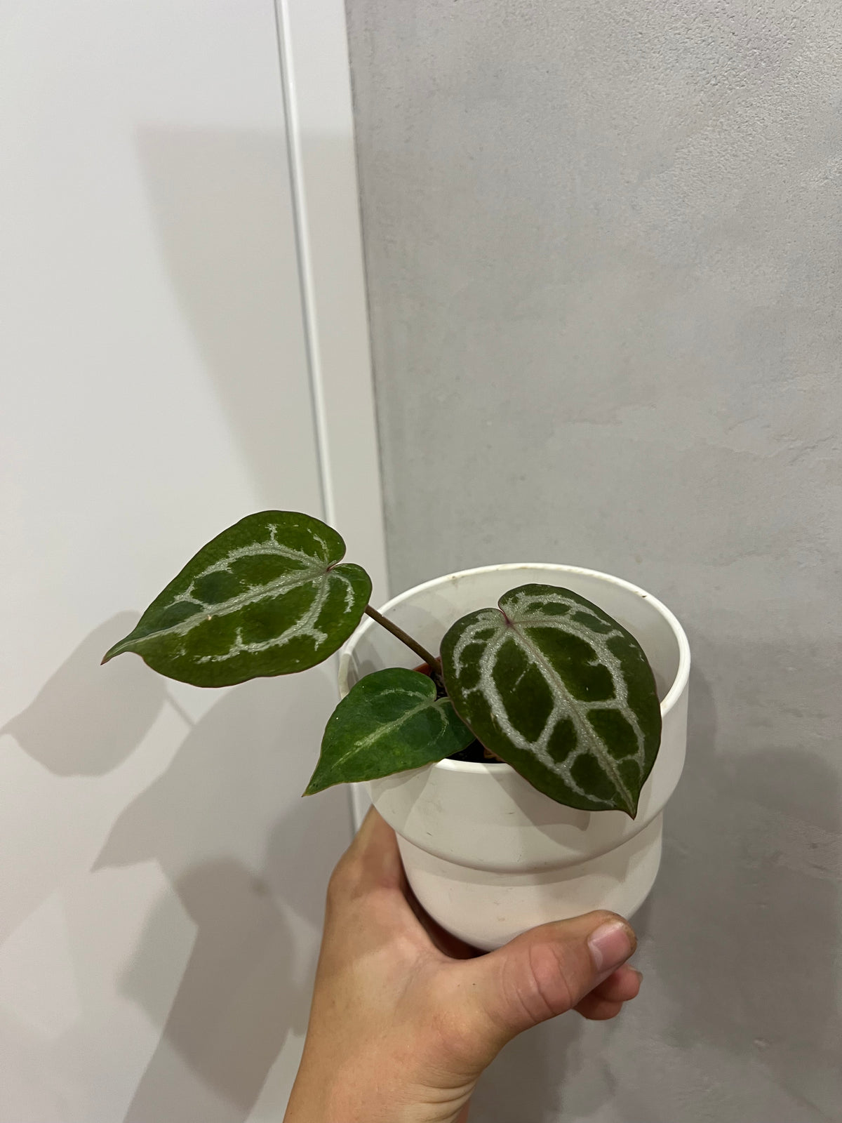 Anthurium Red Crystallinum