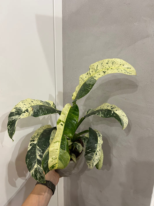 Rhaphidophora puberula