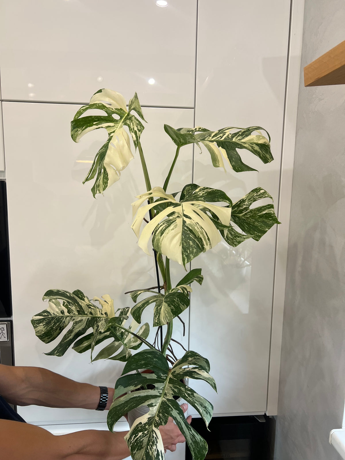 Monstera albo variegated