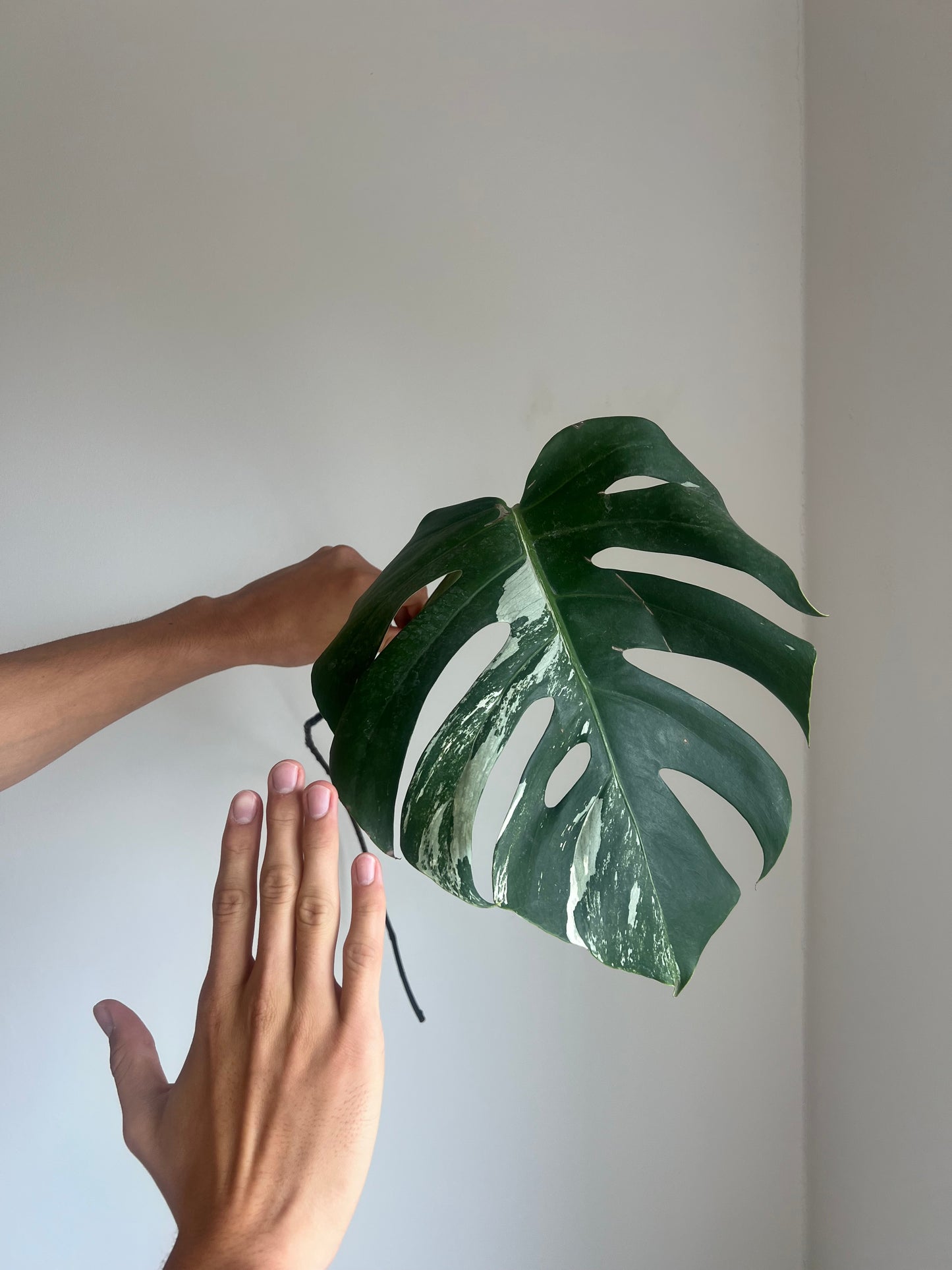 Monstera albo velké řízky