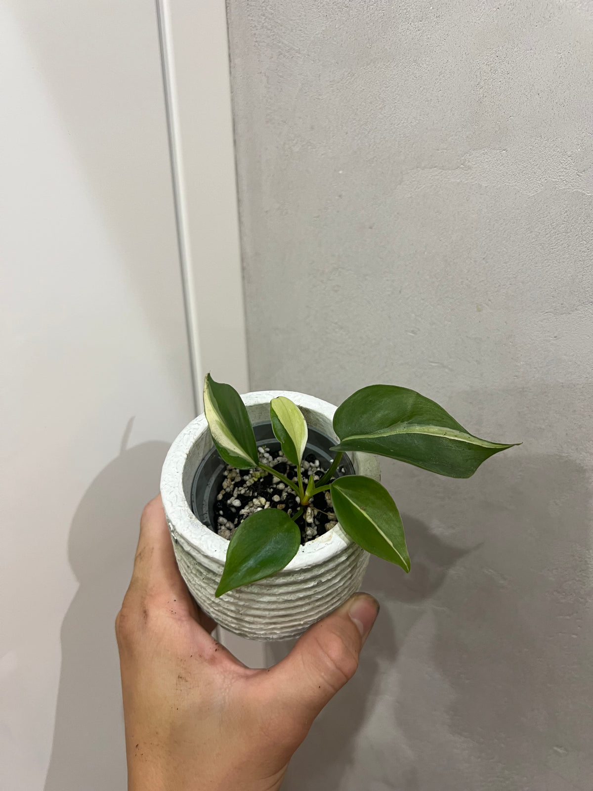 Philodendron cream splash