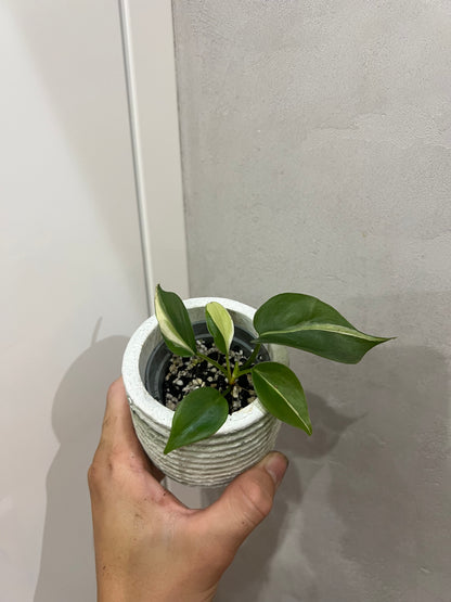 Philodendron cream splash