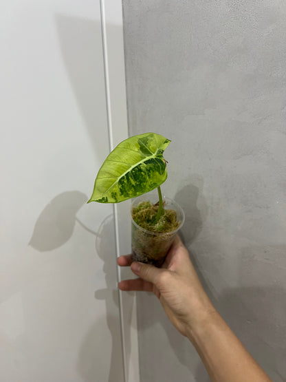 Alocasia frydek variegated