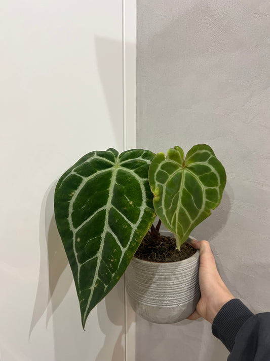 Anthurium crystallinum