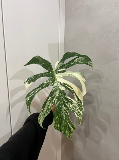 Monstera albo