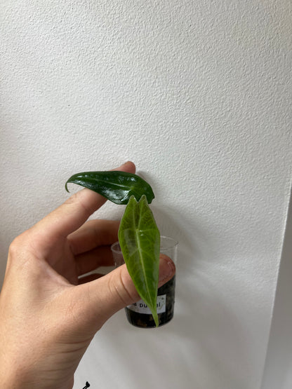 Epipremnum pinnatum mint variegated