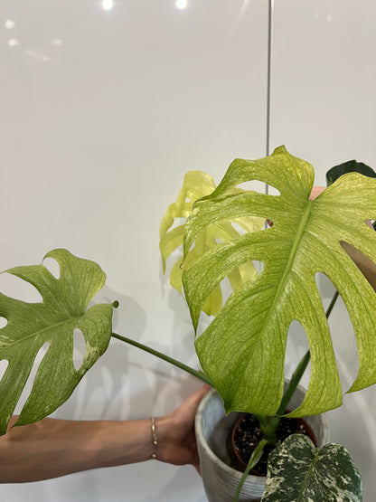 Monstera del… mint