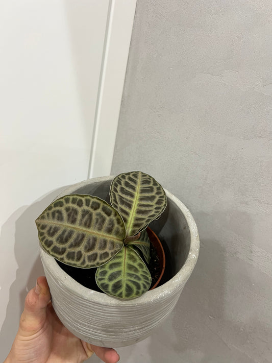 Labisia turtle black