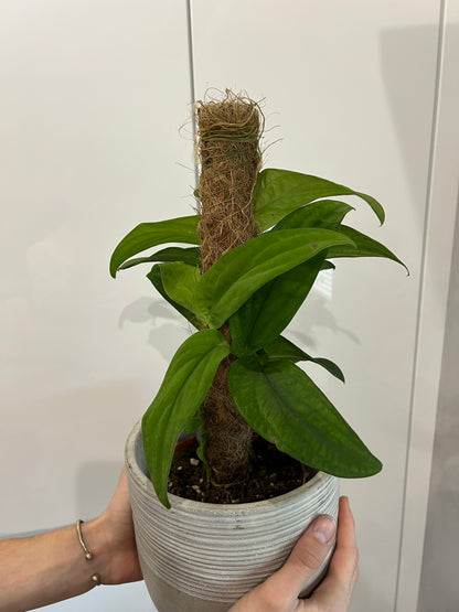 Rhaphidophora korthalsii