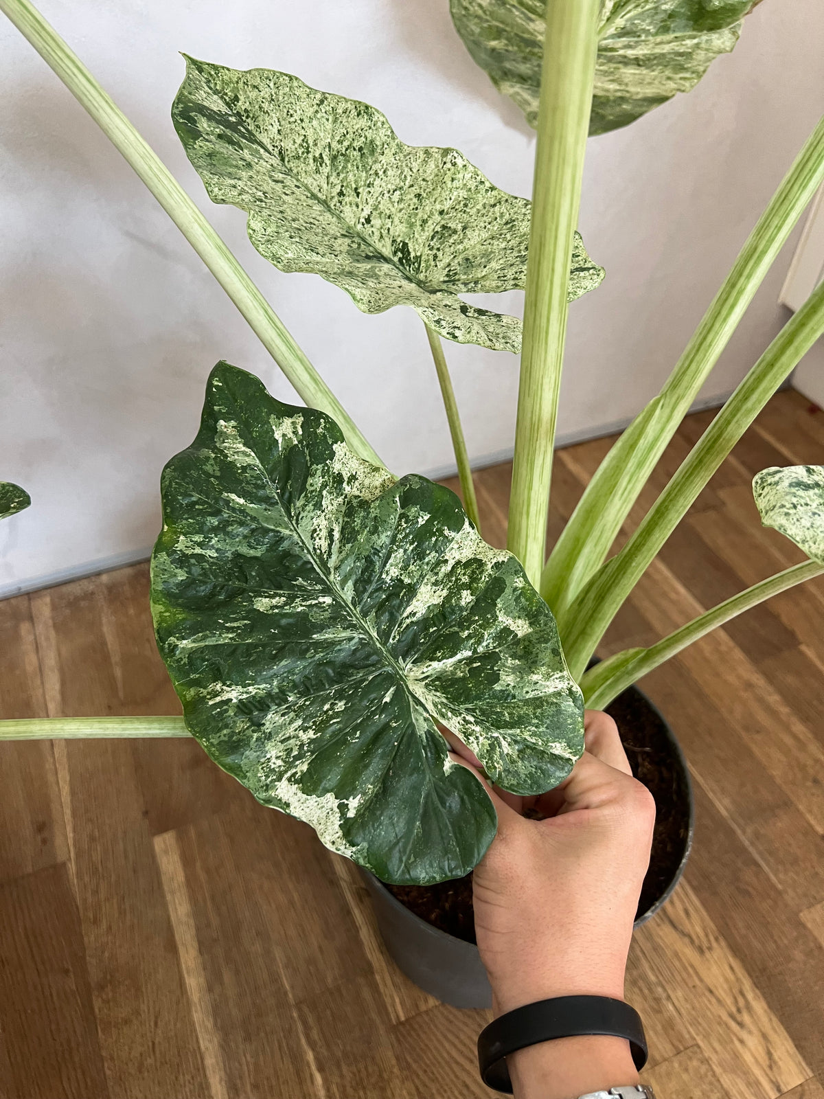 Alocasia Macrorrhiza Splash