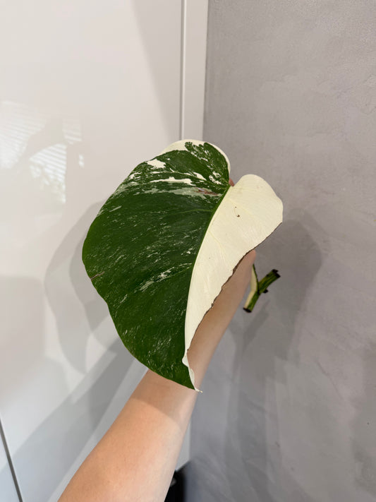 Řízek -Monstera albo