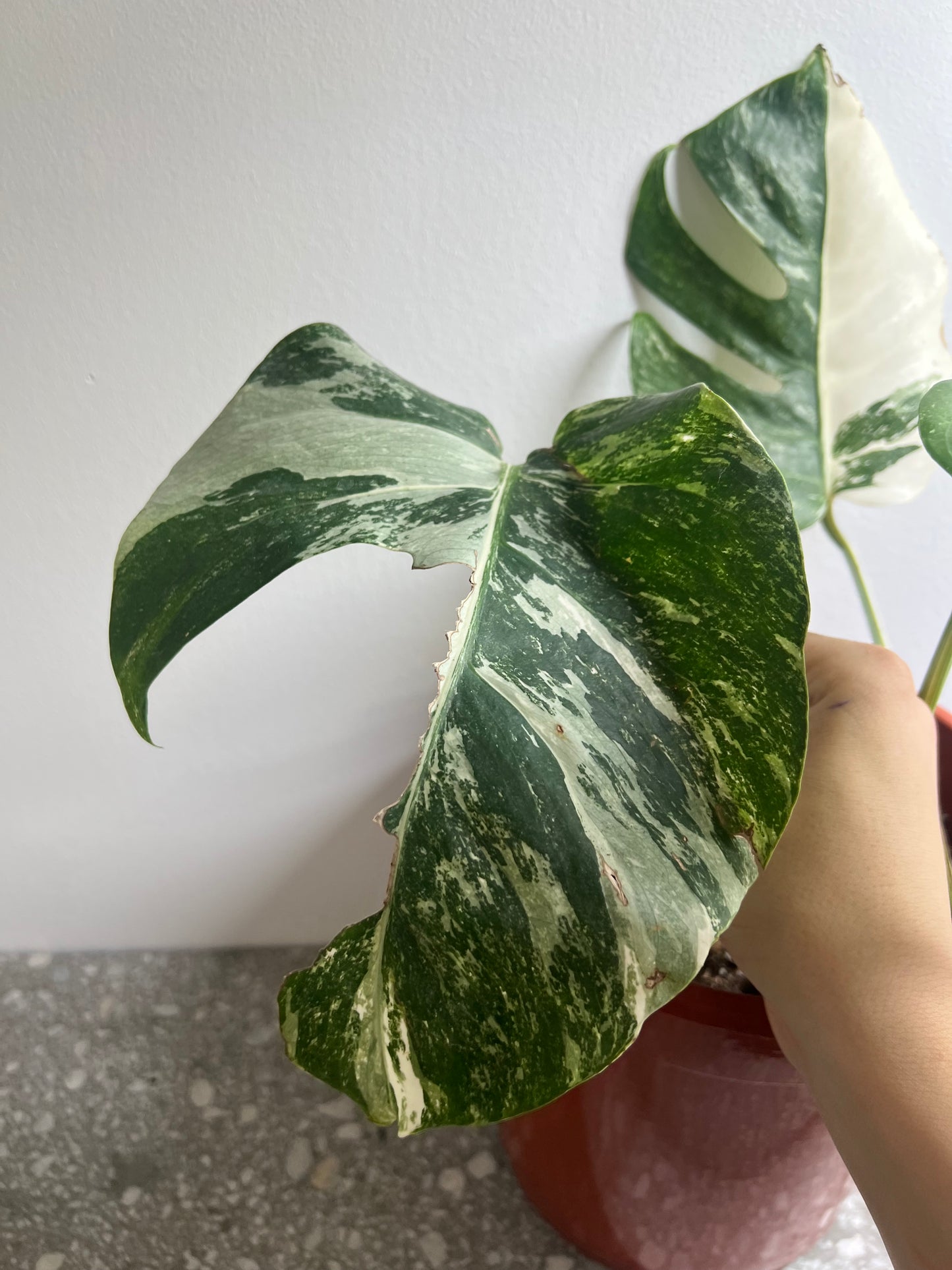 Monstera albo variegated