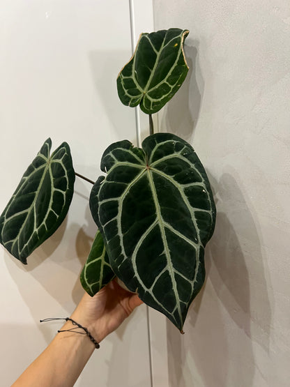 Anthurium michelle