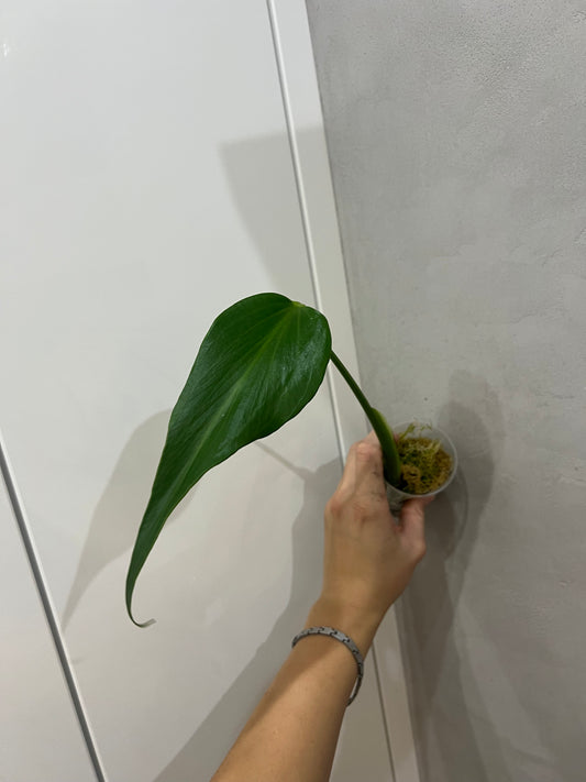 Monstera burle marx flame