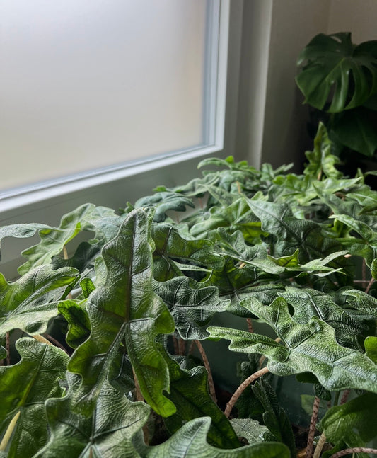 Alocasia jacklyn