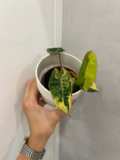 philodendron billietiae variegata