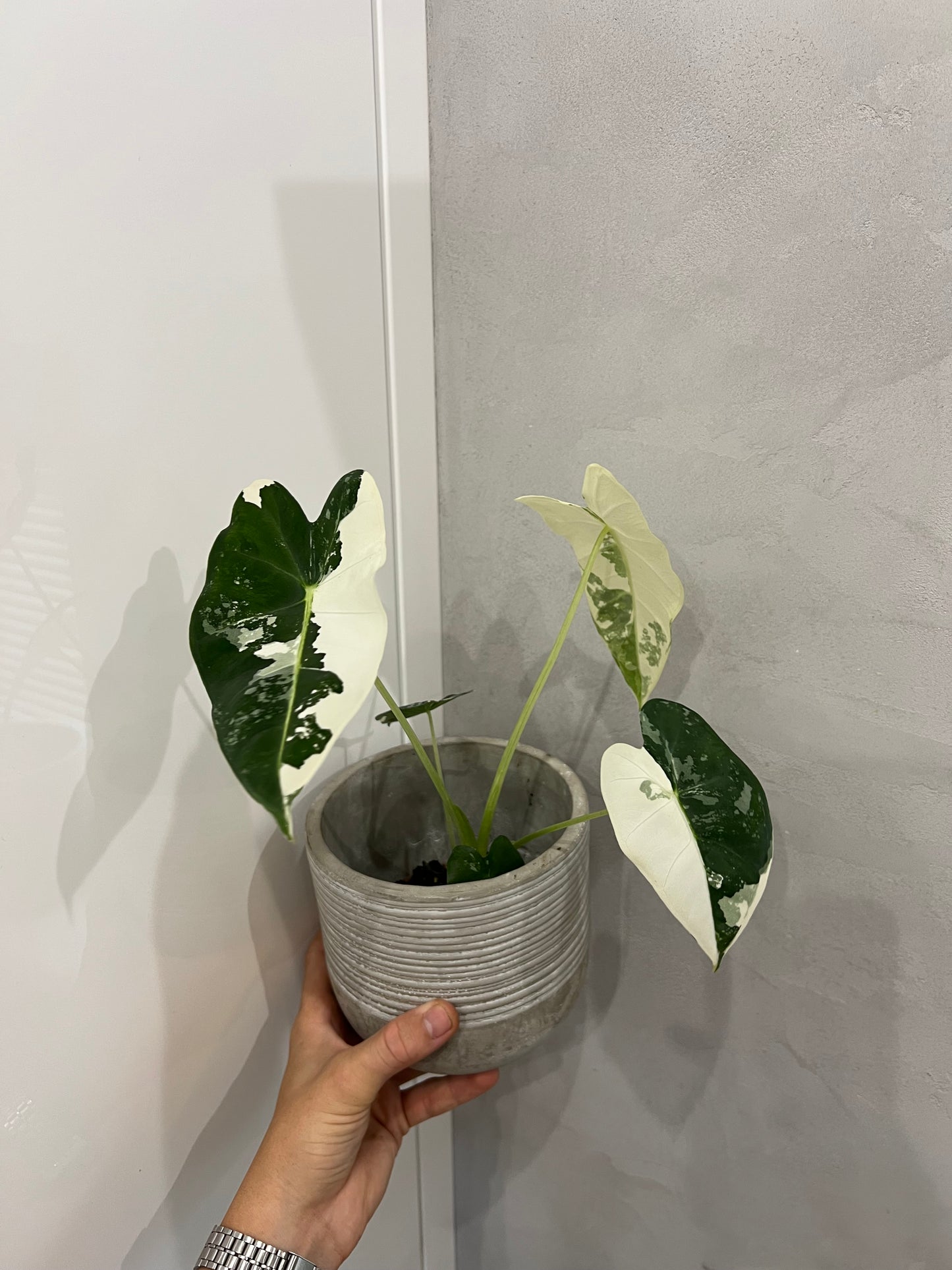 Alocasia frydek variegated