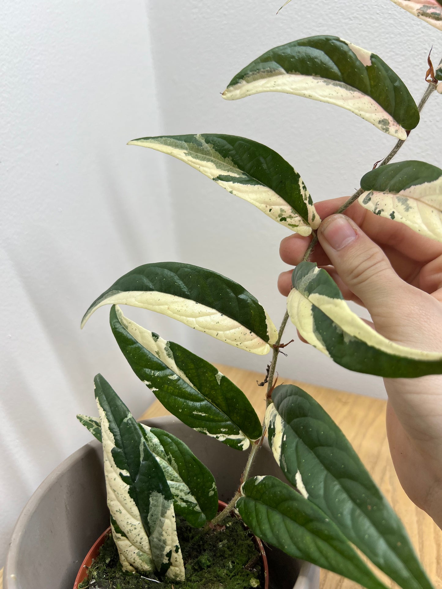 ficus sagittata pink variegata