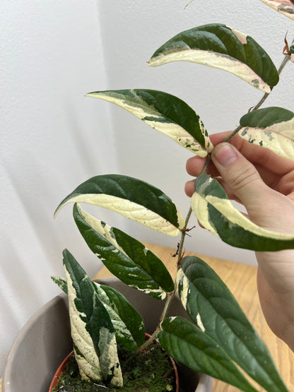 ficus sagittata pink variegata