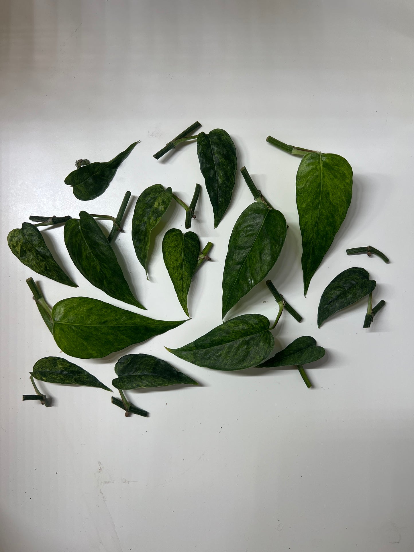 Epipremnum pinnatum mint variegated