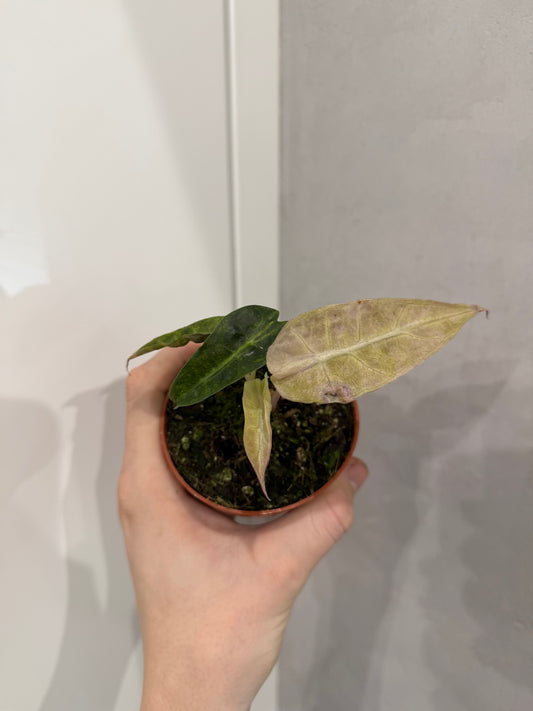 Alocasia polly yellow variegata