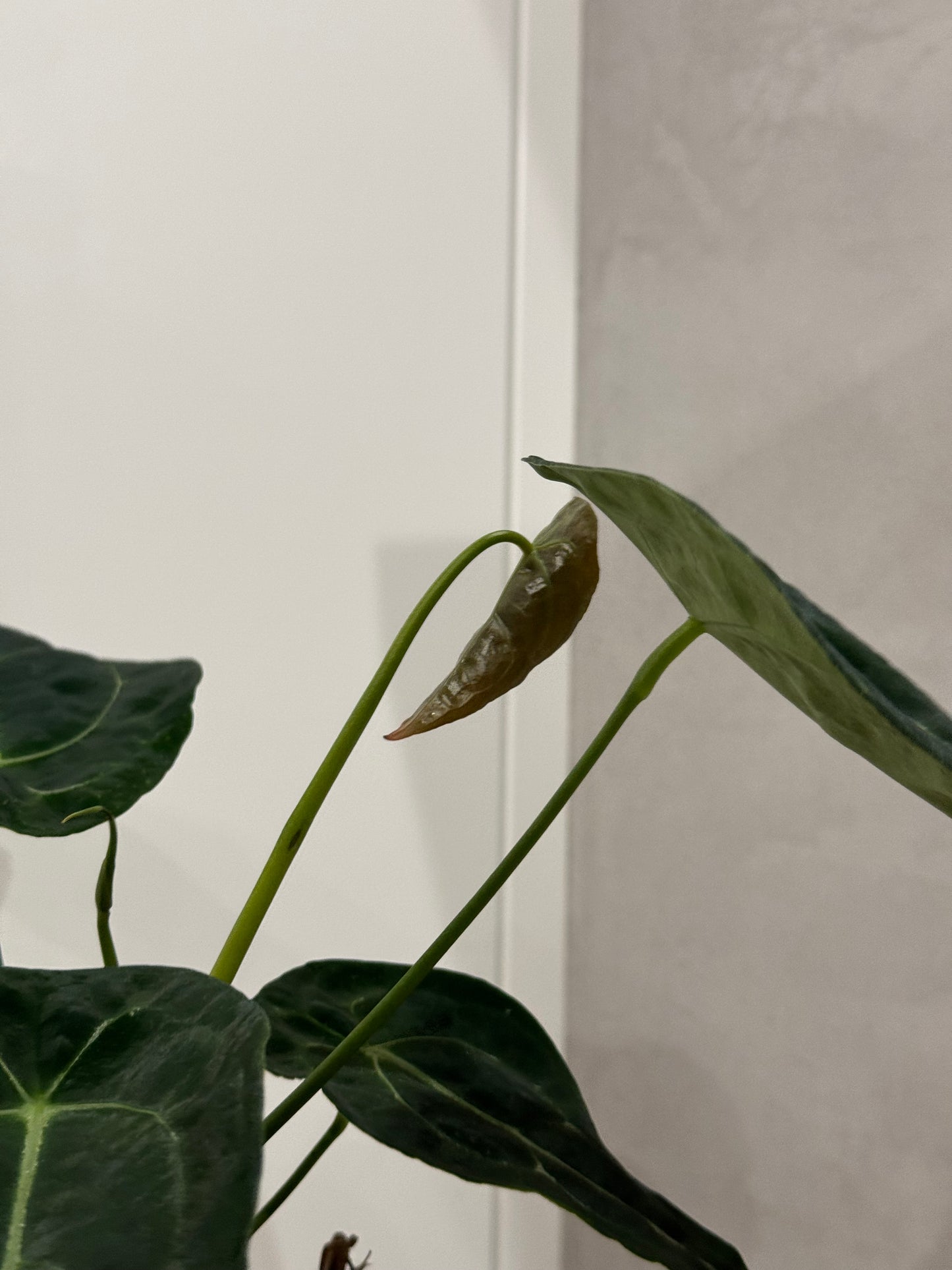 Anthurium forgetii