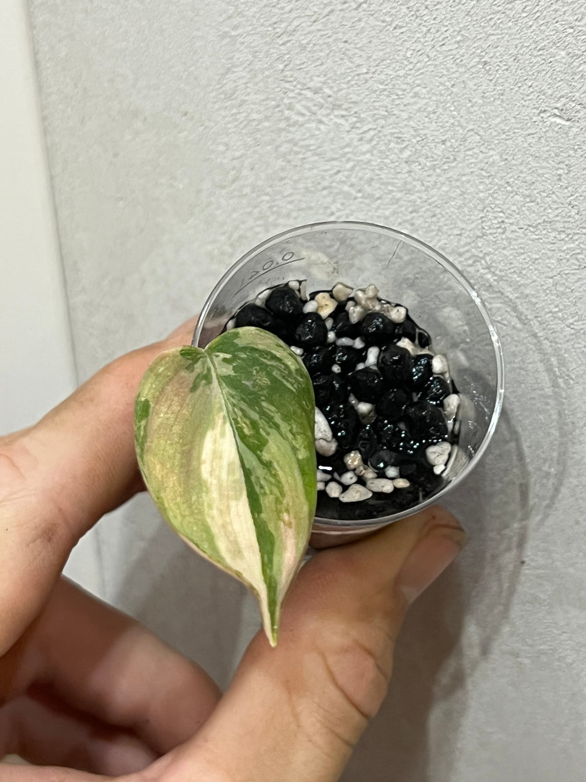 Philodendron micans variegated