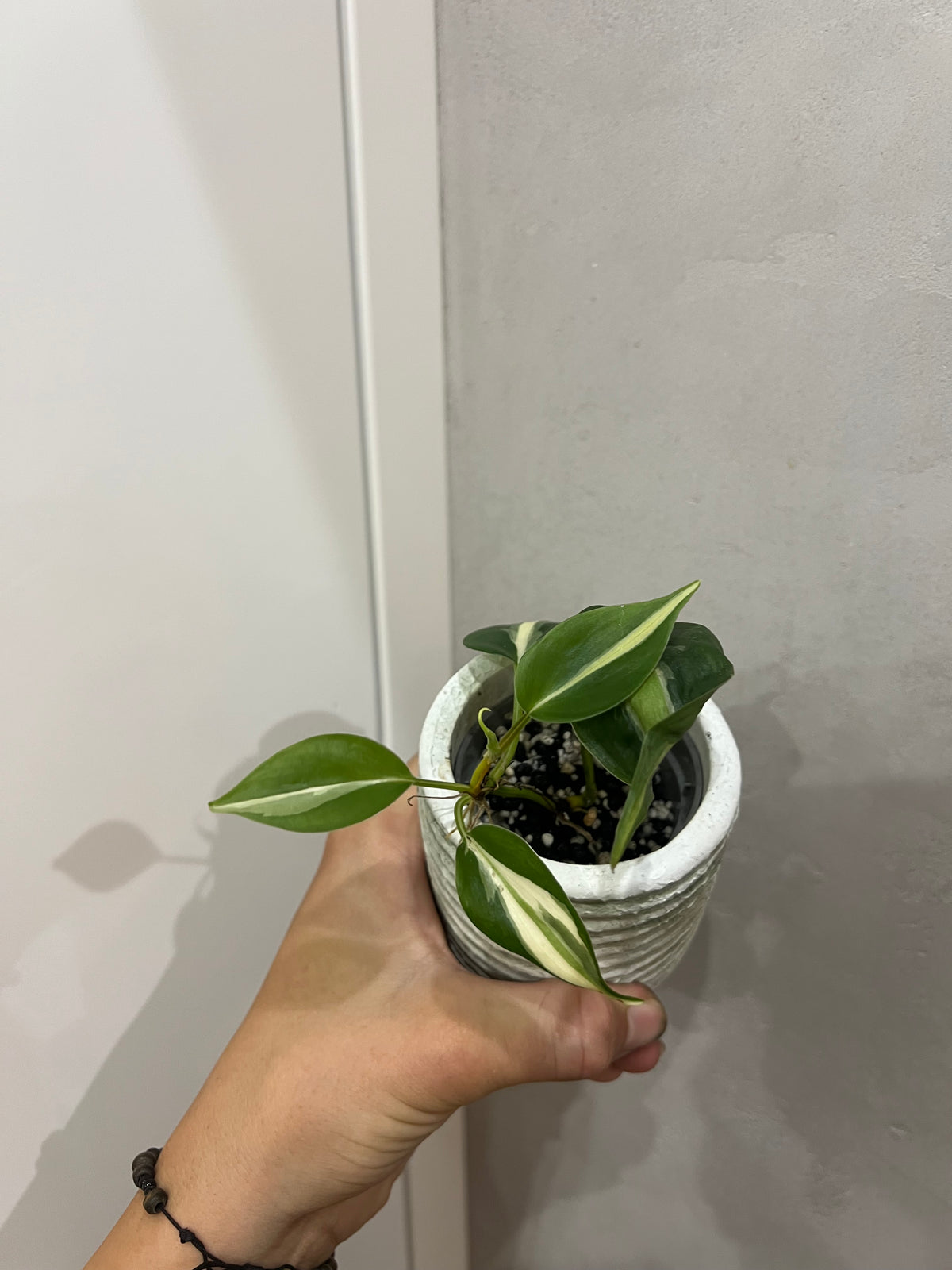 Philodendron cream splash
