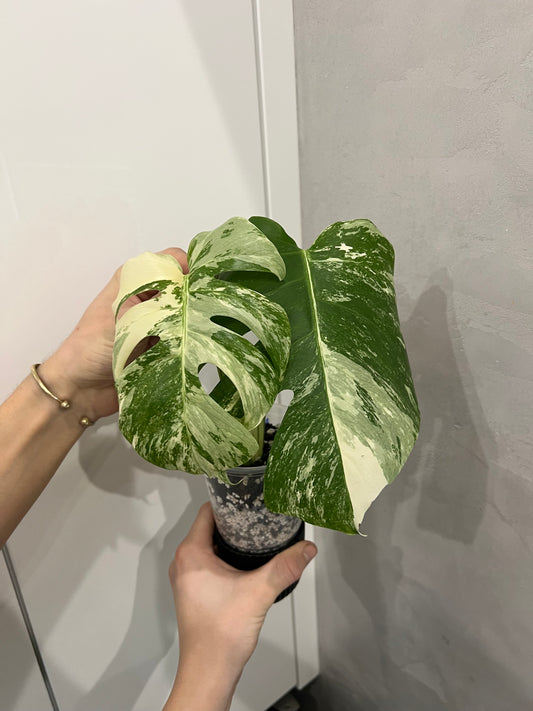 Monstera albo