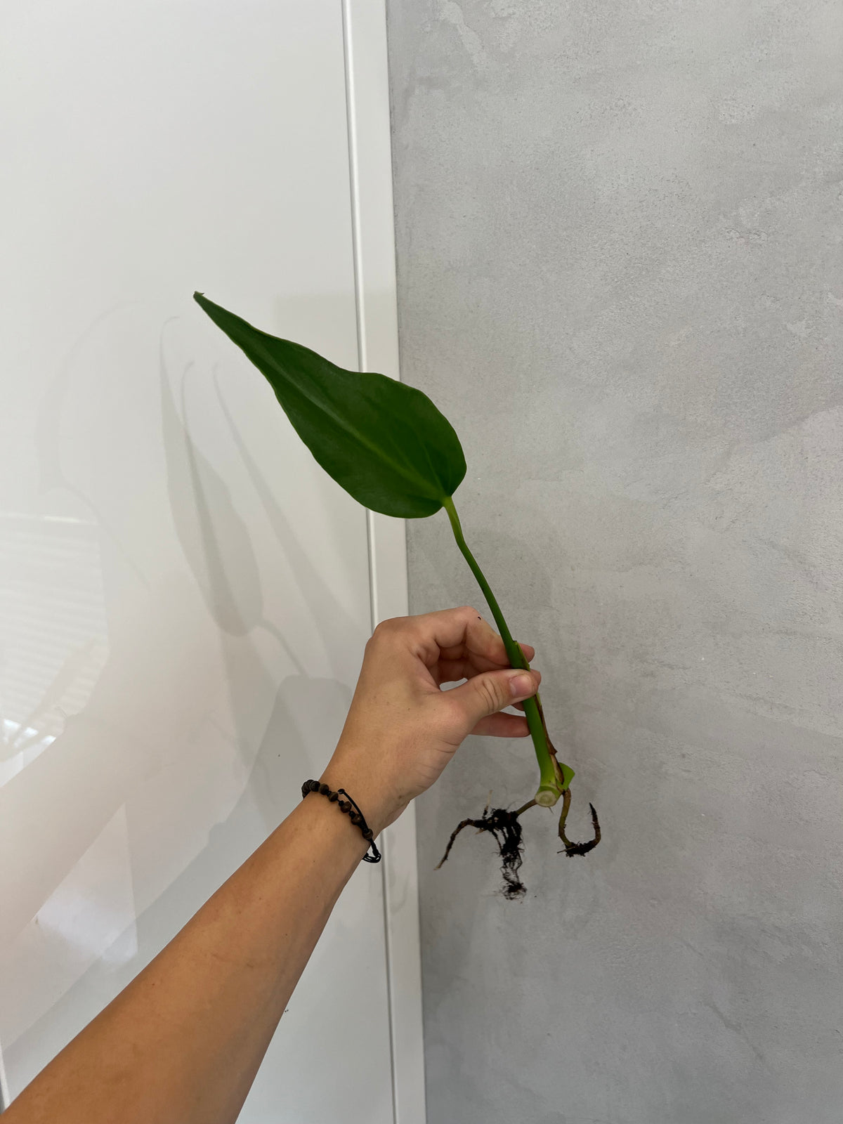 Monstera burle marx flame