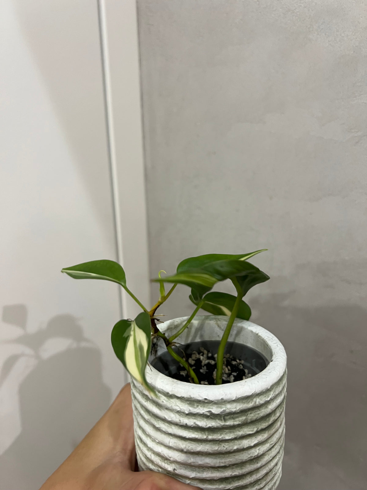 Philodendron cream splash