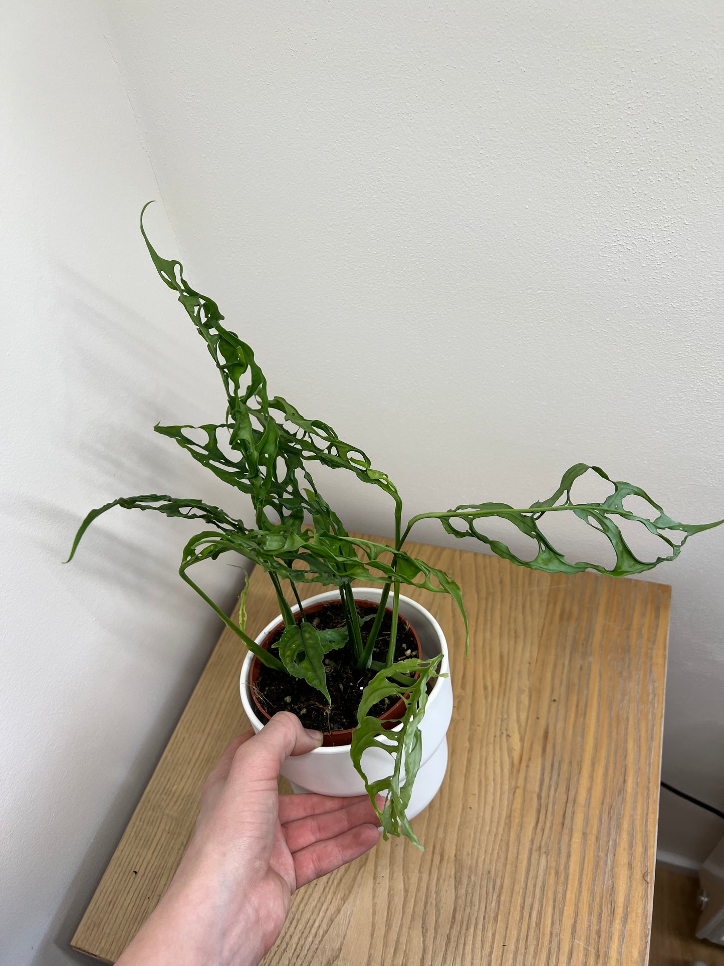 Monstera obliqua