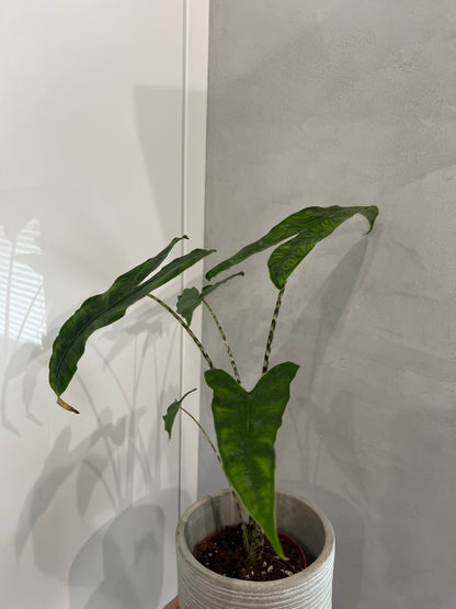 Alocasia reticulata