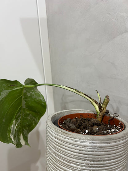 Monstera albo