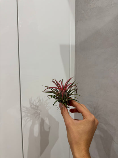 Tillandsia ionantha red