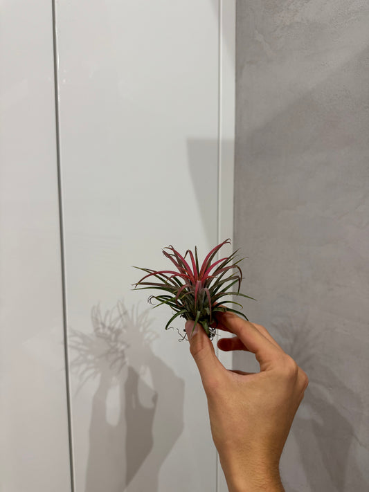 Tillandsia ionantha red