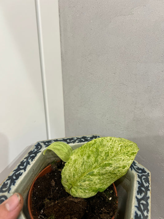 Rhaphidophora korthalsii 'Marble Aura'