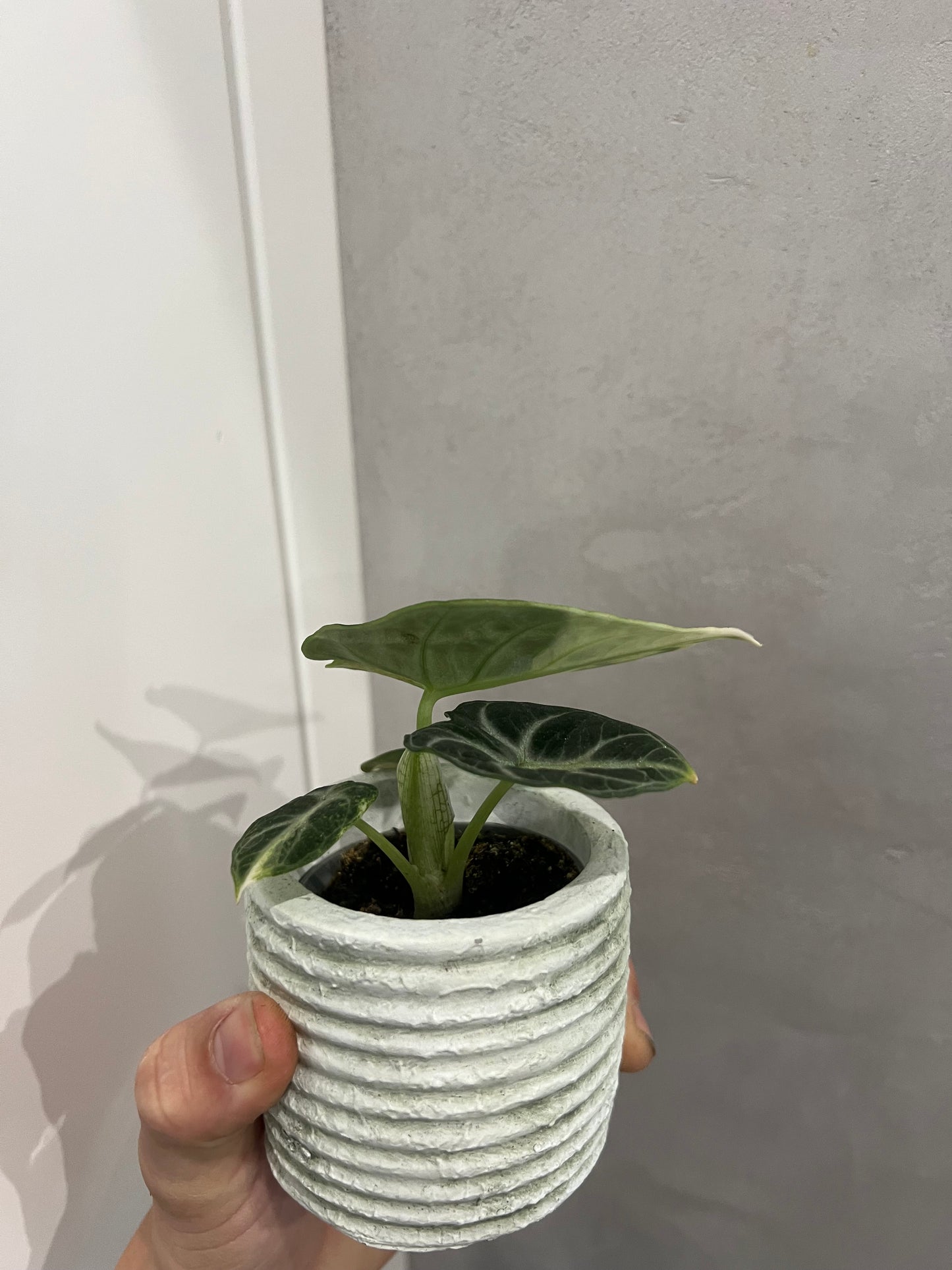 Alocasia ninja albo variegated