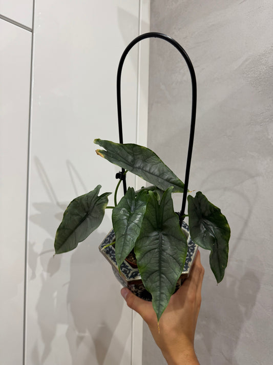 Alocasia heterophylla