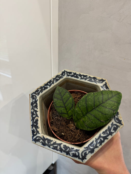 Hoya Ranauensis