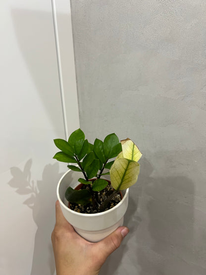 Zamioculcas chameleon variegated