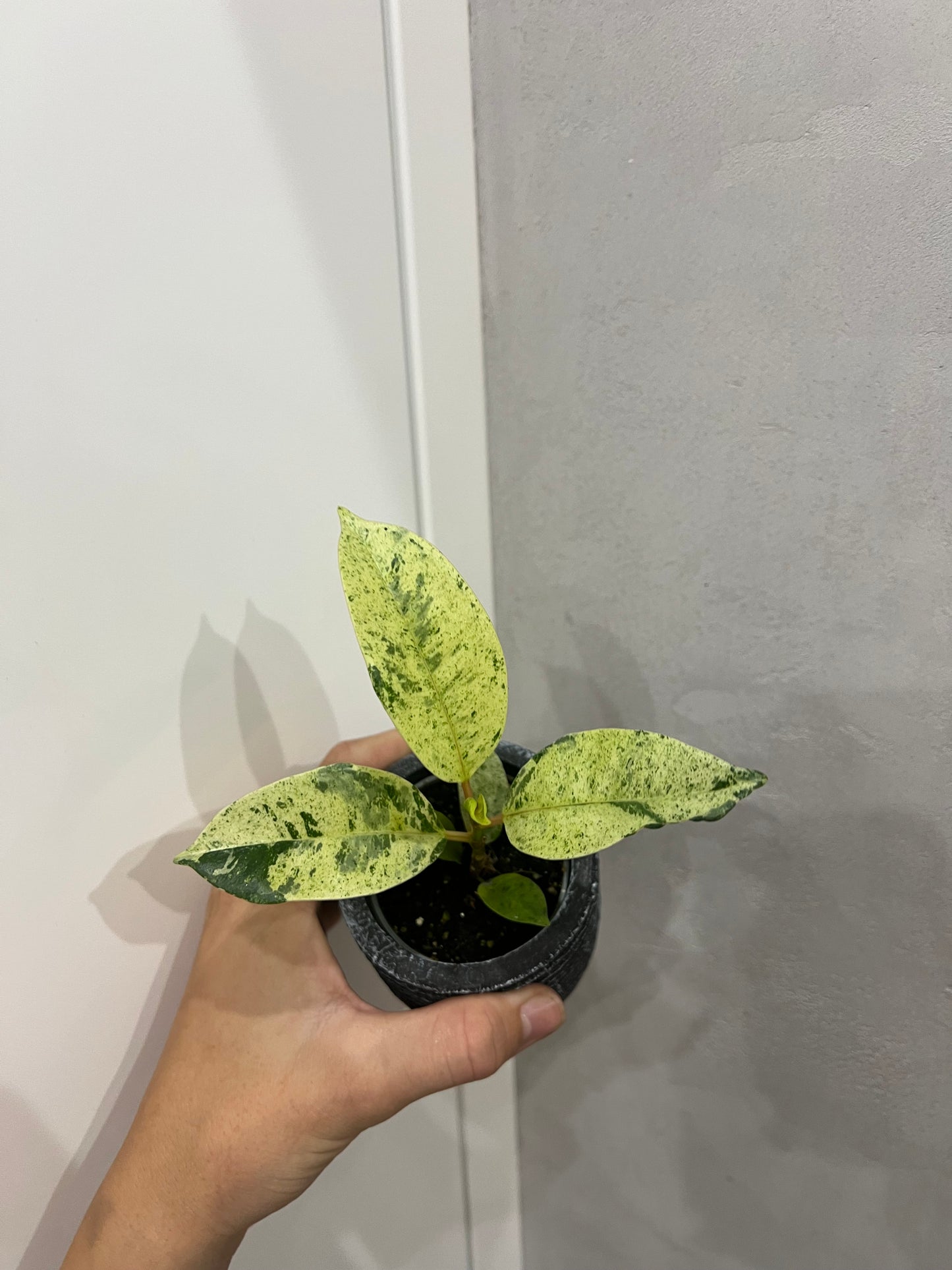 Ficus elastica ‘Shivereana’