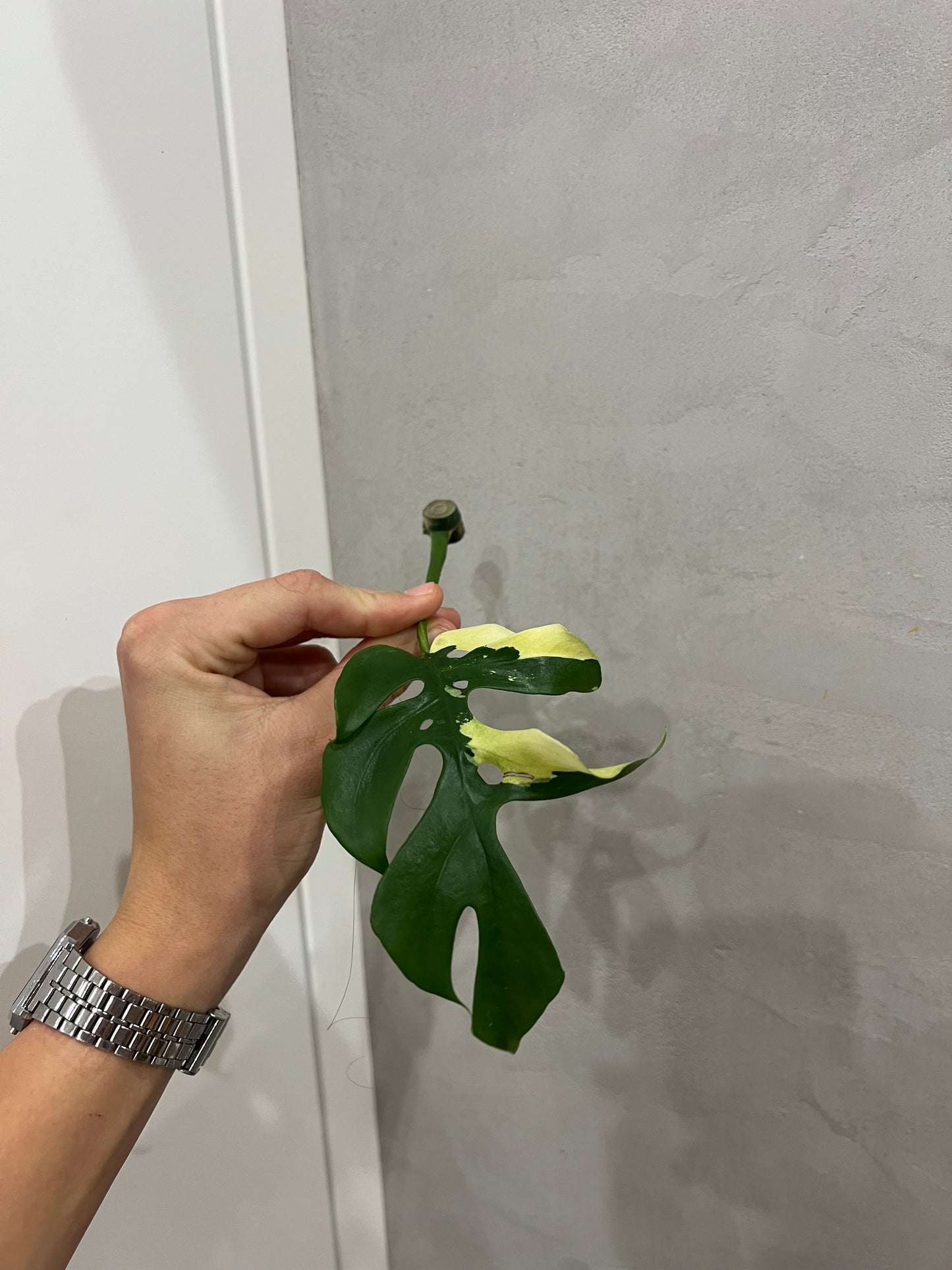 Rhaphidophora Tetrasperma variegated