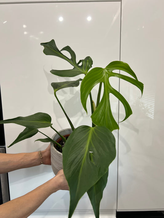 Monstera burle marx flame