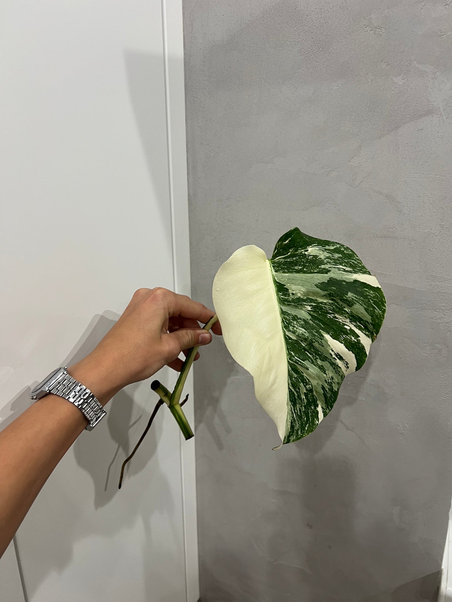 Monstera albo(halfmoon)