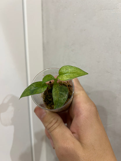 Epipremnum pinnatum yellow mint variegated