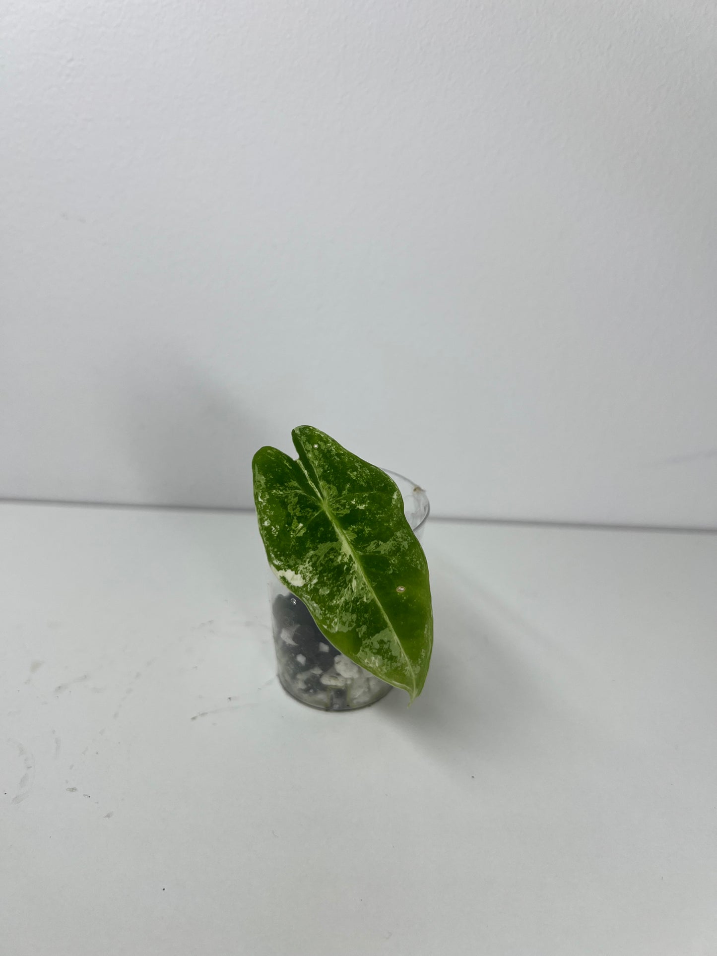 Alocasia frydek variegated