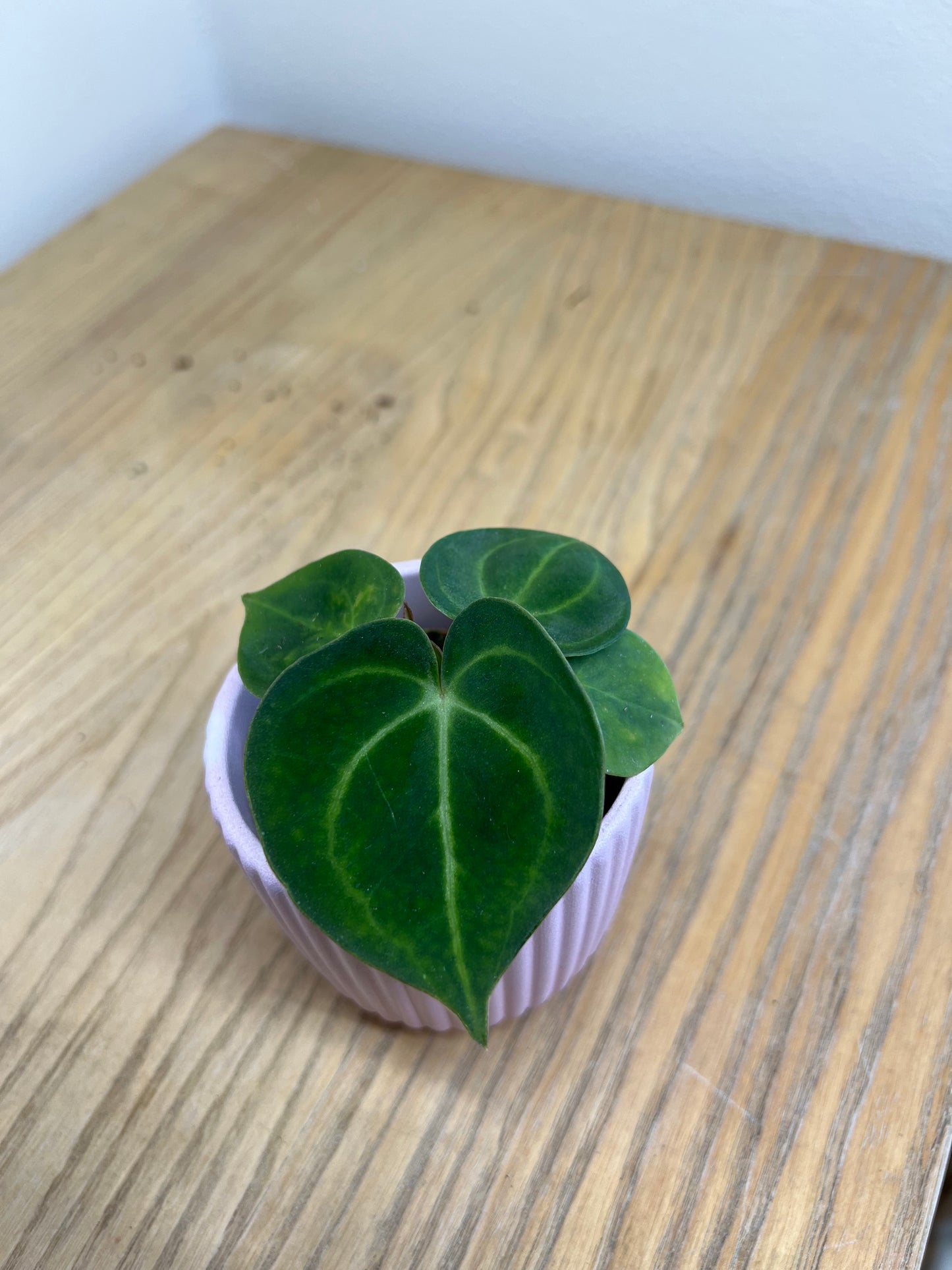 Anthurium clarinervium