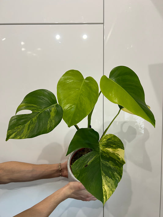Monstera aurea