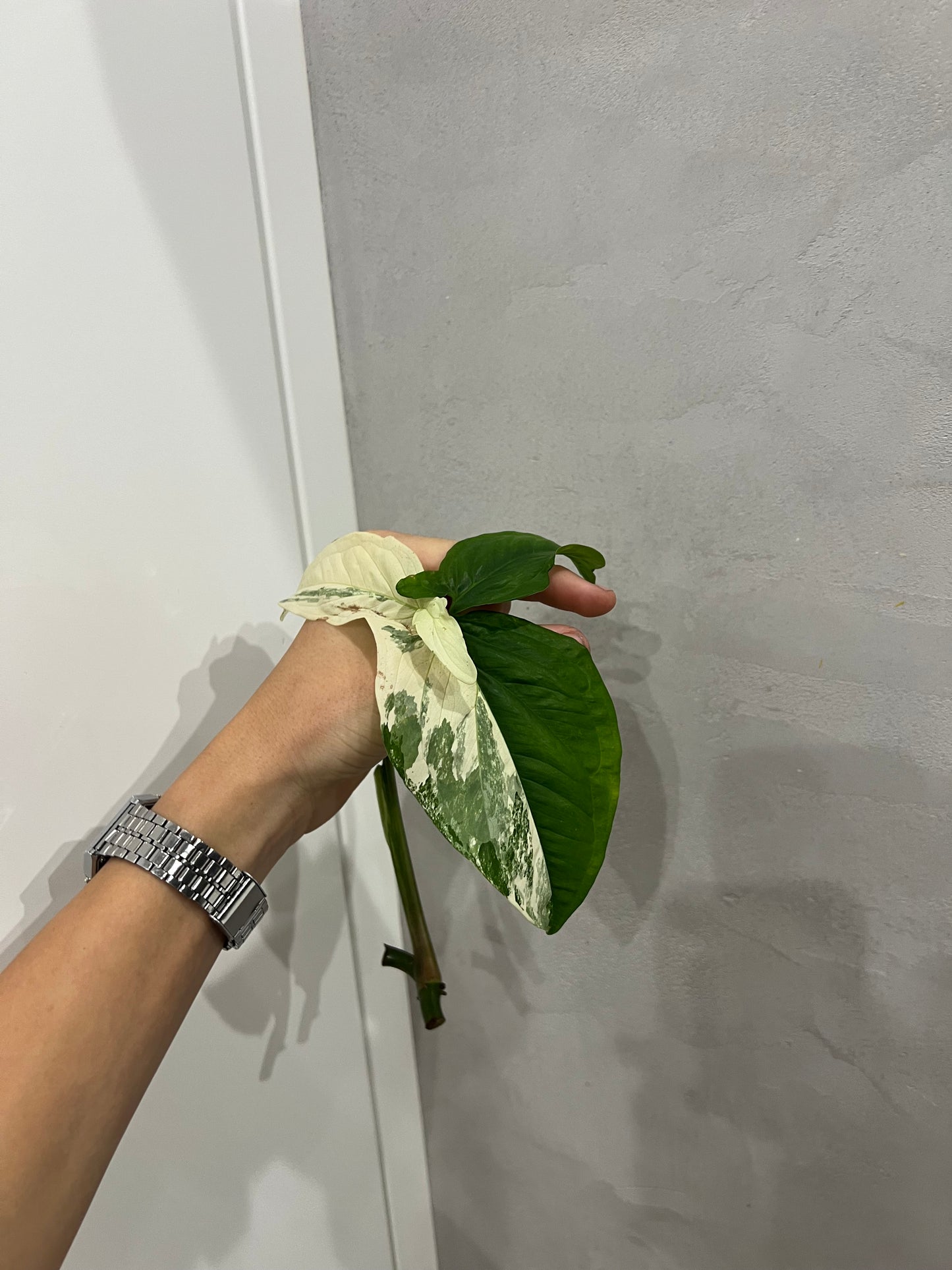 Syngonium albo